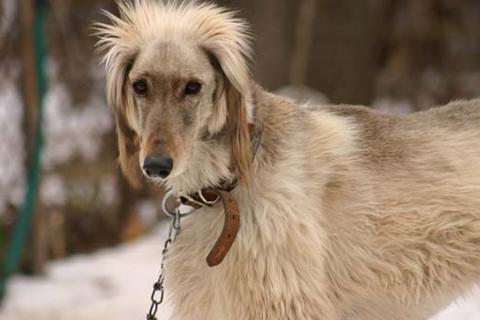 A dog image from https://images.dog.ceo/breeds/saluki/n02091831_1110.jpg