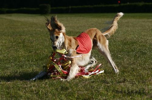 A dog image from https://images.dog.ceo/breeds/saluki/n02091831_13486.jpg