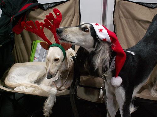 A dog image from https://images.dog.ceo/breeds/saluki/n02091831_13507.jpg