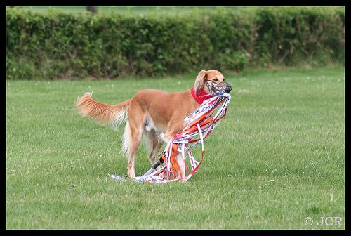 saluki