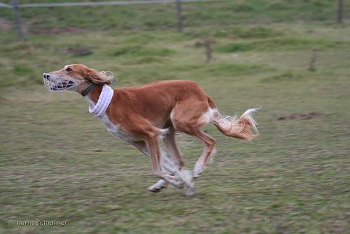 A dog image from https://images.dog.ceo/breeds/saluki/n02091831_1495.jpg