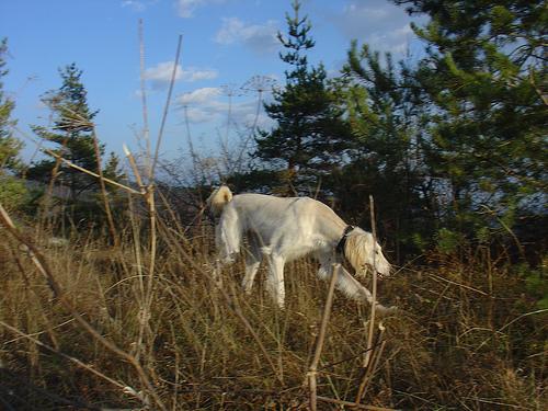 A dog image from https://images.dog.ceo/breeds/saluki/n02091831_151.jpg