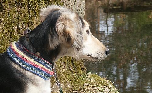 A dog image from https://images.dog.ceo/breeds/saluki/n02091831_1512.jpg