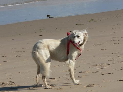 A dog image from https://images.dog.ceo/breeds/saluki/n02091831_2076.jpg