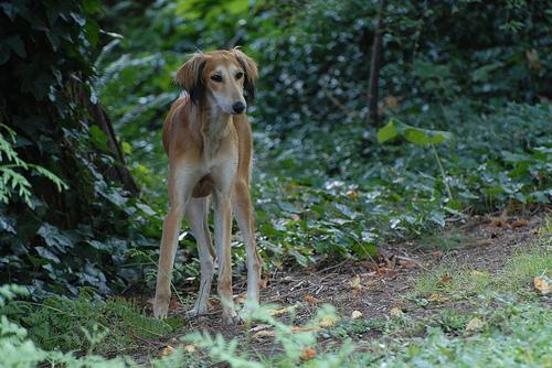 A dog image from https://images.dog.ceo/breeds/saluki/n02091831_2108.jpg