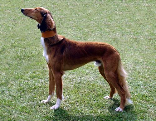 A dog image from https://images.dog.ceo/breeds/saluki/n02091831_2232.jpg