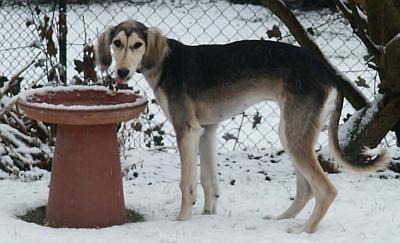 A dog image from https://images.dog.ceo/breeds/saluki/n02091831_2838.jpg