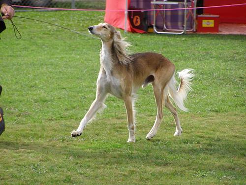 A dog image from https://images.dog.ceo/breeds/saluki/n02091831_3052.jpg