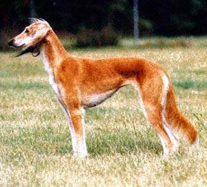 saluki