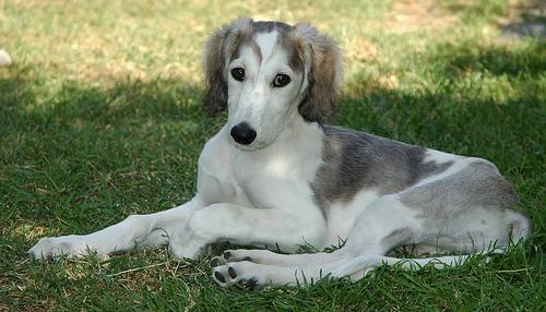 A dog image from https://images.dog.ceo/breeds/saluki/n02091831_3222.jpg