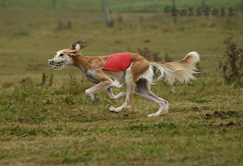 A dog image from https://images.dog.ceo/breeds/saluki/n02091831_3254.jpg