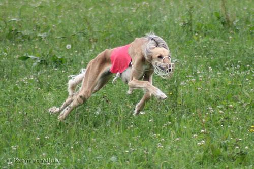 A dog image from https://images.dog.ceo/breeds/saluki/n02091831_3339.jpg