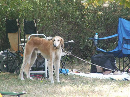 A dog image from https://images.dog.ceo/breeds/saluki/n02091831_346.jpg