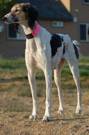 A dog image from https://images.dog.ceo/breeds/saluki/n02091831_3594.jpg