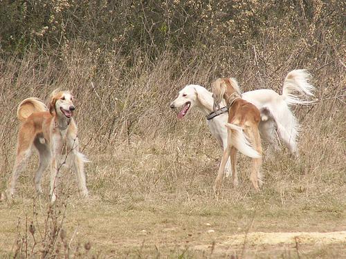 A dog image from https://images.dog.ceo/breeds/saluki/n02091831_3616.jpg