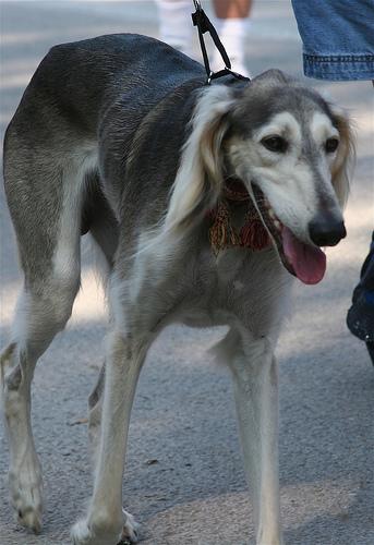 A dog image from https://images.dog.ceo/breeds/saluki/n02091831_38.jpg