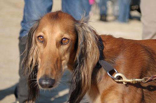 A dog image from https://images.dog.ceo/breeds/saluki/n02091831_4030.jpg