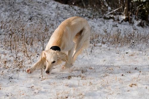 A dog image from https://images.dog.ceo/breeds/saluki/n02091831_4246.jpg