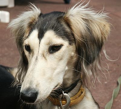 A dog image from https://images.dog.ceo/breeds/saluki/n02091831_4755.jpg