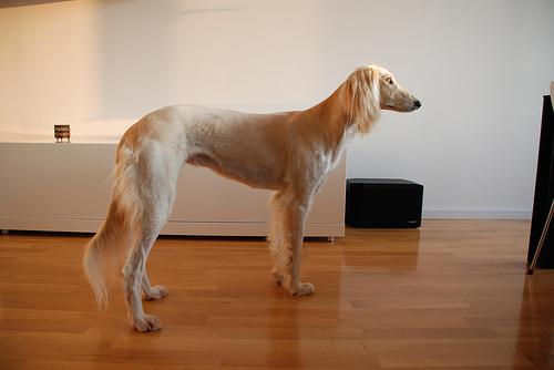 A dog image from https://images.dog.ceo/breeds/saluki/n02091831_5123.jpg