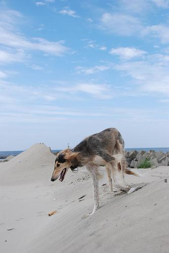 saluki