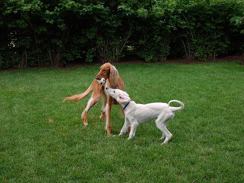 A dog image from https://images.dog.ceo/breeds/saluki/n02091831_5482.jpg