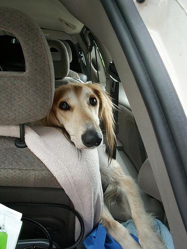 A dog image from https://images.dog.ceo/breeds/saluki/n02091831_55.jpg