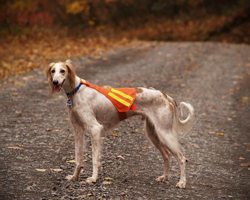 A dog image from https://images.dog.ceo/breeds/saluki/n02091831_6139.jpg