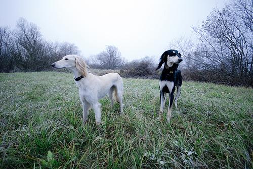 A dog image from https://images.dog.ceo/breeds/saluki/n02091831_627.jpg