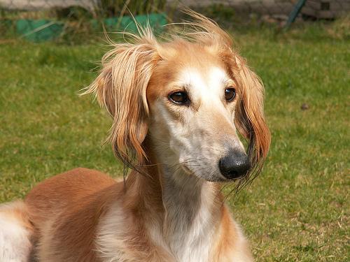 A dog image from https://images.dog.ceo/breeds/saluki/n02091831_6308.jpg