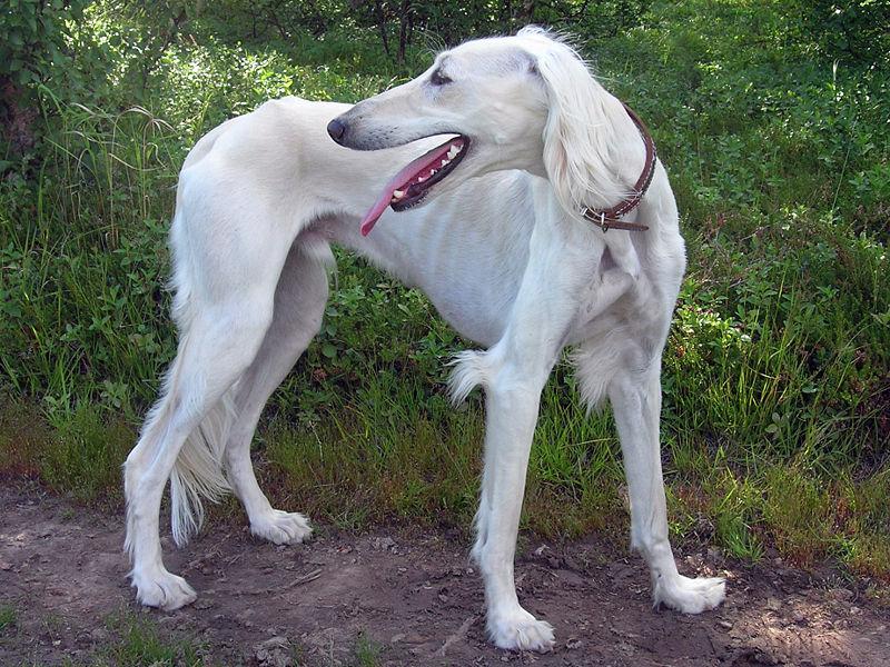 A dog image from https://images.dog.ceo/breeds/saluki/n02091831_6582.jpg