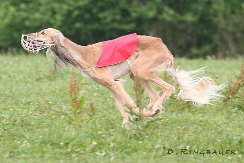 A dog image from https://images.dog.ceo/breeds/saluki/n02091831_7393.jpg