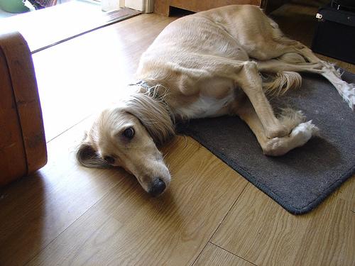 A dog image from https://images.dog.ceo/breeds/saluki/n02091831_749.jpg