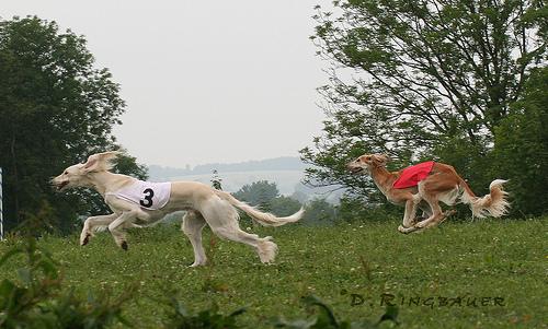 A dog image from https://images.dog.ceo/breeds/saluki/n02091831_7665.jpg