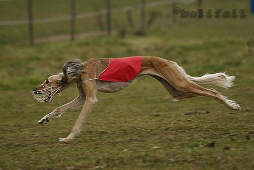 A dog image from https://images.dog.ceo/breeds/saluki/n02091831_7769.jpg