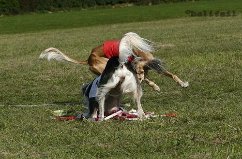 A dog image from https://images.dog.ceo/breeds/saluki/n02091831_7957.jpg