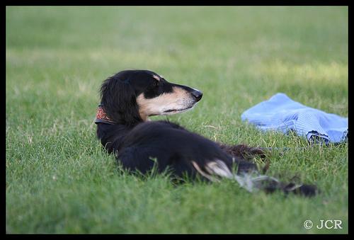 A dog image from https://images.dog.ceo/breeds/saluki/n02091831_7977.jpg