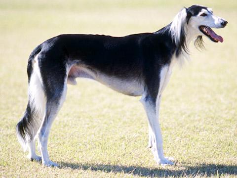 A dog image from https://images.dog.ceo/breeds/saluki/n02091831_8160.jpg