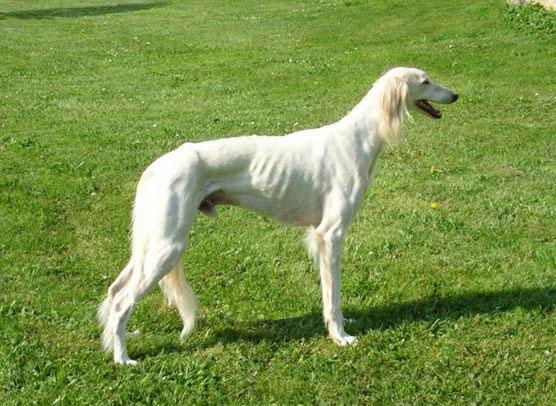 A dog image from https://images.dog.ceo/breeds/saluki/n02091831_9190.jpg