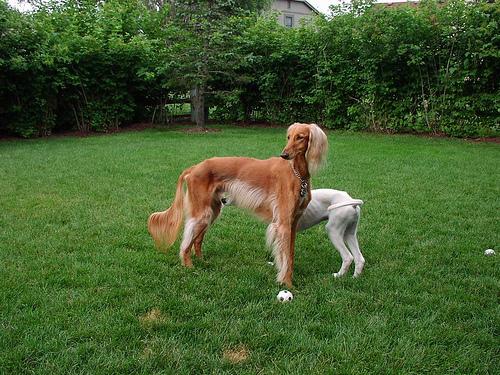 A dog image from https://images.dog.ceo/breeds/saluki/n02091831_9856.jpg