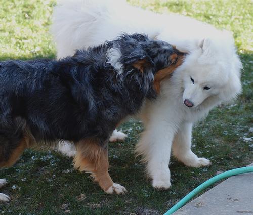 A dog image from https://images.dog.ceo/breeds/samoyed/n02111889_1.jpg