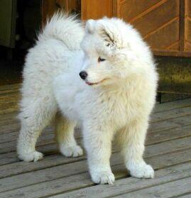 A dog image from https://images.dog.ceo/breeds/samoyed/n02111889_10059.jpg