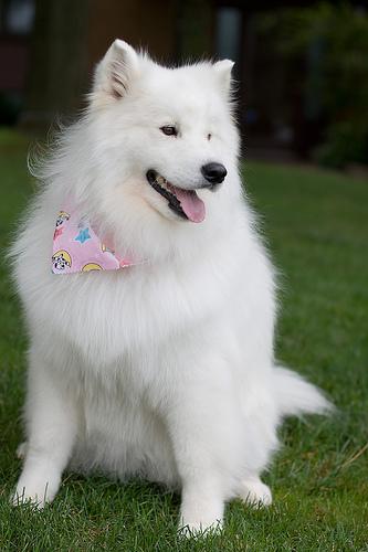 A dog image from https://images.dog.ceo/breeds/samoyed/n02111889_10084.jpg