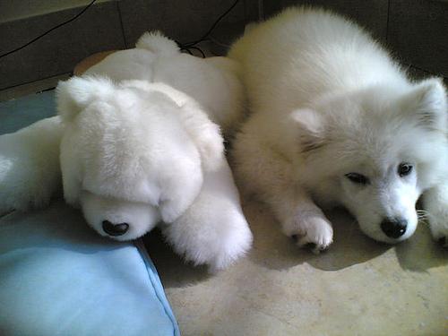 A dog image from https://images.dog.ceo/breeds/samoyed/n02111889_1020.jpg