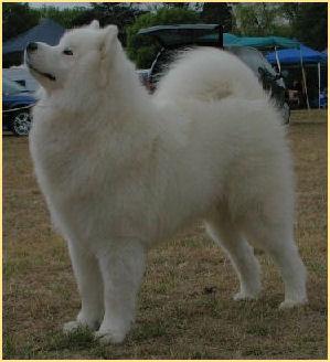 A dog image from https://images.dog.ceo/breeds/samoyed/n02111889_12976.jpg