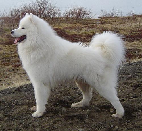 A dog image from https://images.dog.ceo/breeds/samoyed/n02111889_1363.jpg