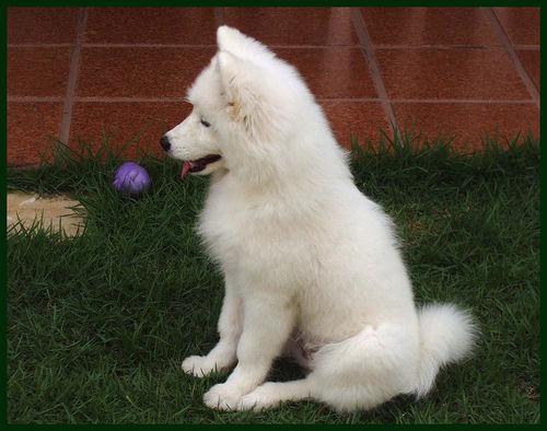 A dog image from https://images.dog.ceo/breeds/samoyed/n02111889_14064.jpg