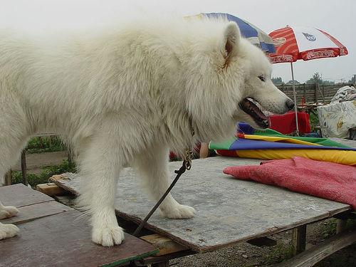 A dog image from https://images.dog.ceo/breeds/samoyed/n02111889_1421.jpg