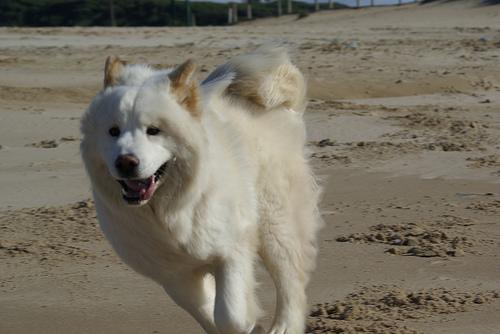 A dog image from https://images.dog.ceo/breeds/samoyed/n02111889_1472.jpg