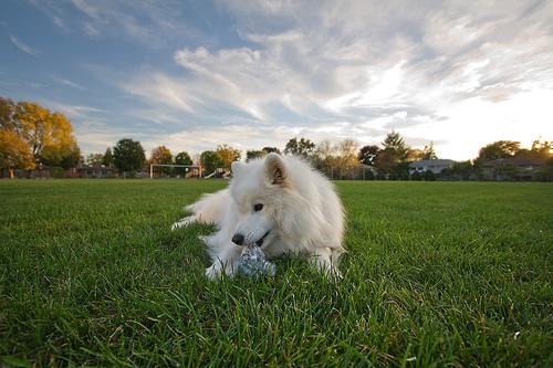 samoyed